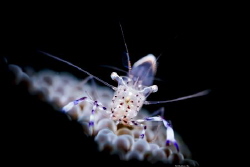 Concentrated
Location :Lembeh Indonesias
Canon 5dsr
Ca... by Yung Sen Wu 